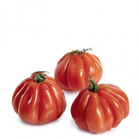 Kukla's Portuguese Beefsteak Tomato
